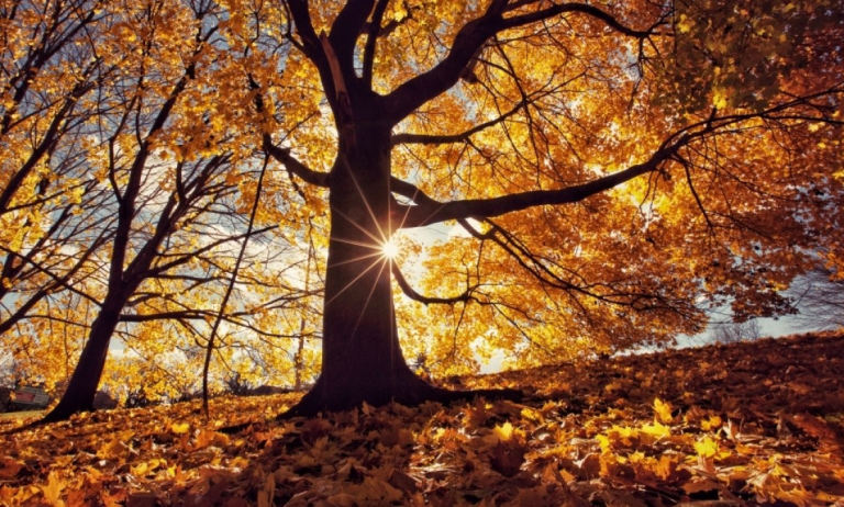 Намрын унасан навчис бордоо болдог