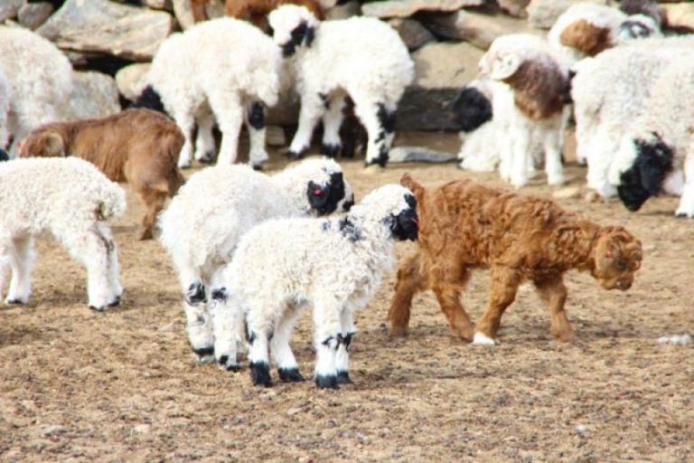 2024 онд 57.6 сая толгой мал тоологдлоо