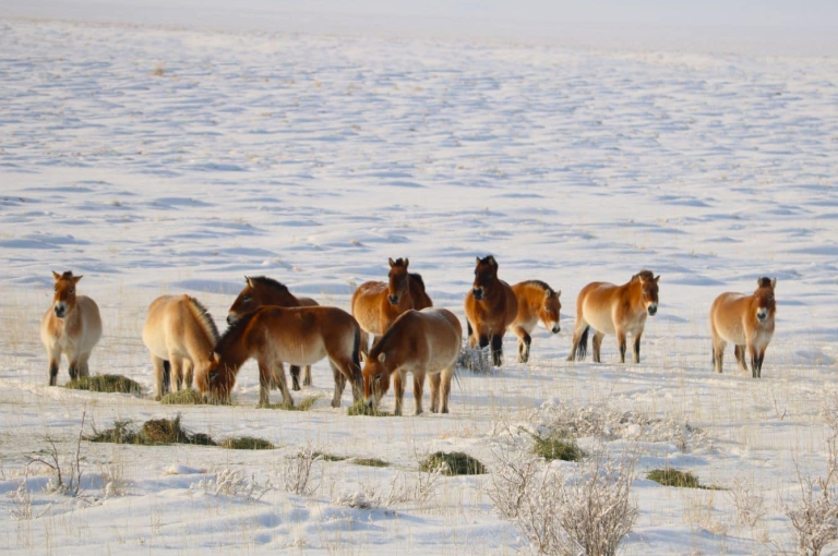 Зэрлэг амьтны усан хангамжийг сайжруулахаар дөрвөн газарт гүний худаг гаргажээ