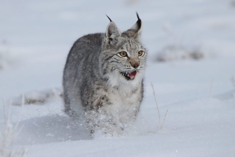 Шилүүсний чихний үзүүрт байх туг хар үс сонсголыг нь нэмэгдүүлдэг