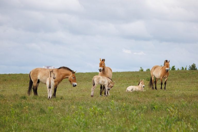Прага хотын амьтны хүрээлэн Монголчуудыг тахийн унаганд нэр өгөхийг уриалжээ