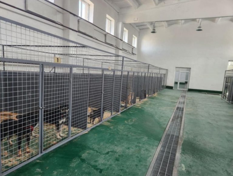 Эзэнгүй нохой, муур барих ажлыг бүсчилсэн байдлаар зохион байгуулж байна