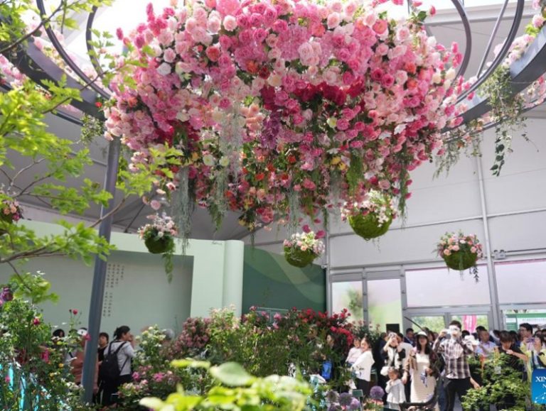 Олон улсын сарнайн үзэсгэлэнг анх удаа Хятадад дэлгэжээ