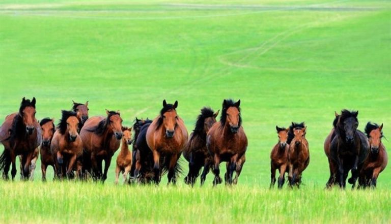 Дэлхийн адууны өдрийг 7-р сарын 11-нд дэлхий нийтээр тэмдэглэнэ