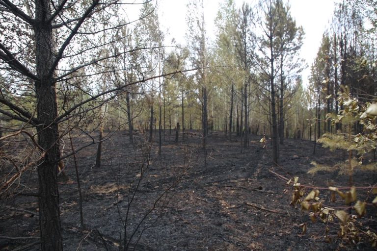 Ой, хээрийн 5 түймрийг цурамд оруулж, 3 түймрийг унтраах ажиллагаа үргэлжилж байна