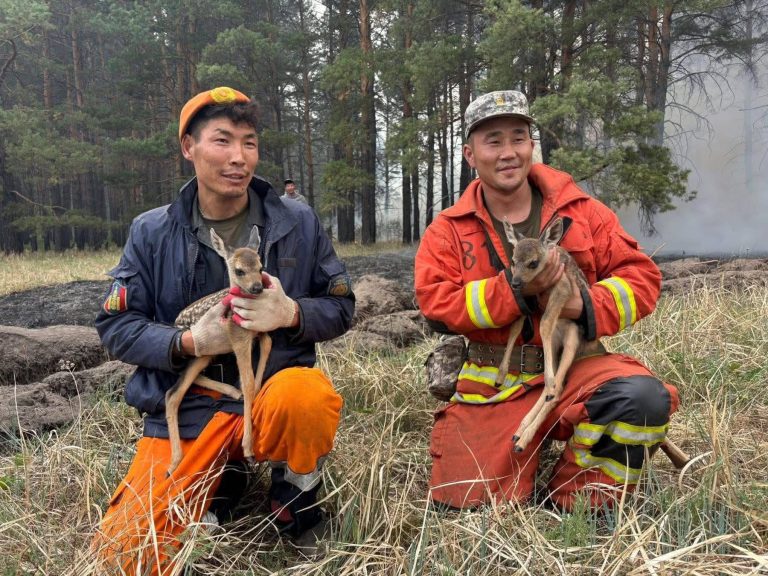 Сүүлийн 5 хоногт 12 ой, хээрийн түймрийг бүрэн унтраалаа