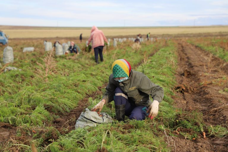 Ургац хураалтад оюутан, сонсогч, хугацаат цэргийн алба хаагч болон иргэдийг оролцуулна