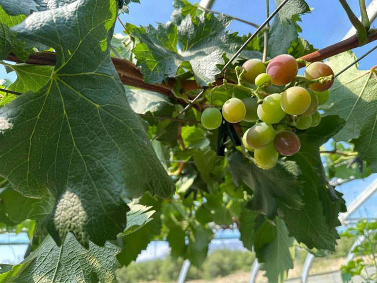 Говьд ургасан усан үзэм