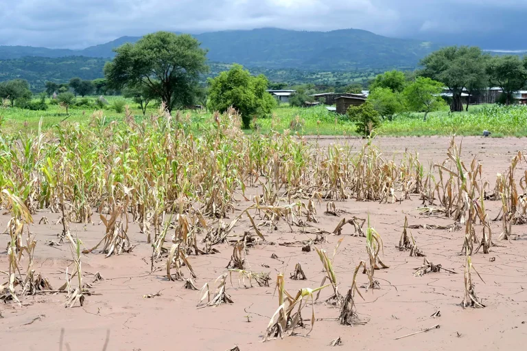 Гангийн улмаас дэлхийн олон орон ургац алдахад хүрчээ 