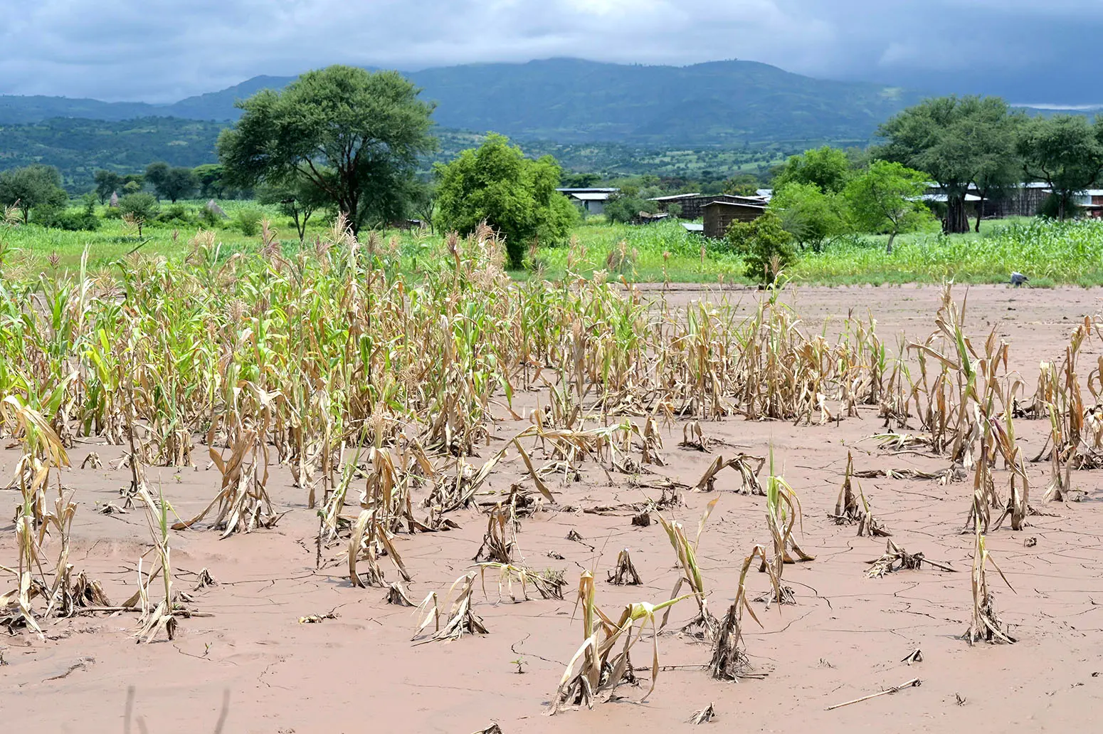 Гангийн улмаас дэлхийн олон орон ургац алдахад хүрчээ 