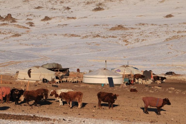 213.3 мянган малчин өрхийн 65.7 сая толгой мал өвөлжиж, хаваржина