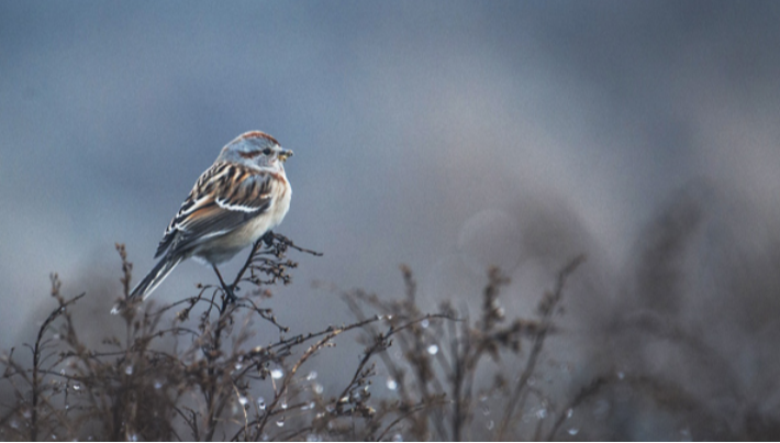 Хэнтийн уулархаг нутаг, Онон, Улз голын хөндийгөөр ялимгүй цас орно