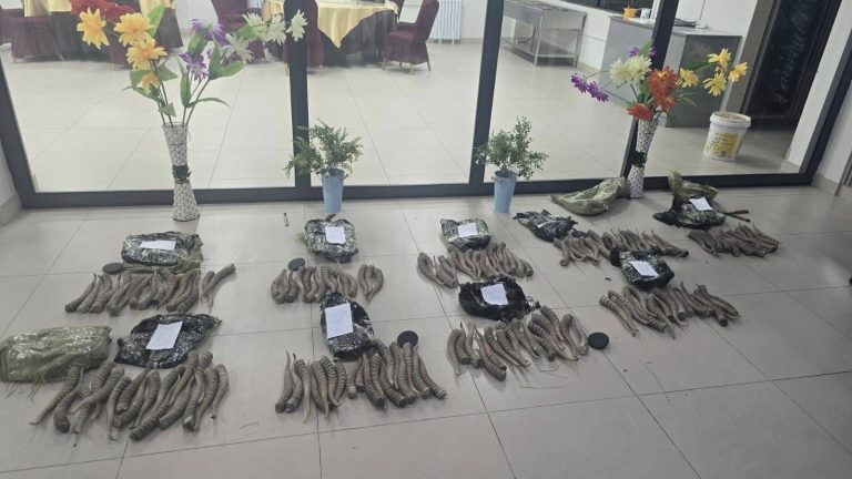 152 ширхэг бөхөнгийн эвэр хилээр гаргах гэж байсан зөрчлийг хилчид илрүүллээ