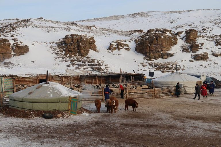 Аймаг, сумдад улсын нөөцөөс өвс, тэжээл олгоно