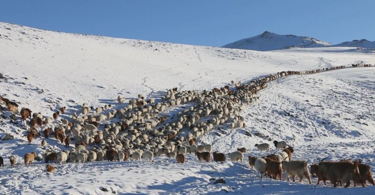 11 аймгийн 52 сум цагаан зудтай, 14 аймгийн 61 сум цагаанаар зудархуу нөхцөлд байна