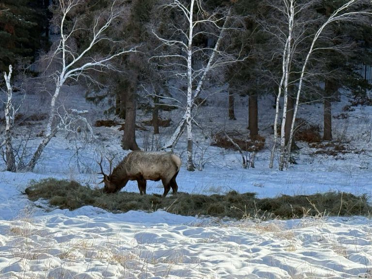 Зэрлэг амьтныг идэш тэжээлийн хомсдлоос сэргийлэх зорилгоор 2,5 тн өвс байршуулжээ
