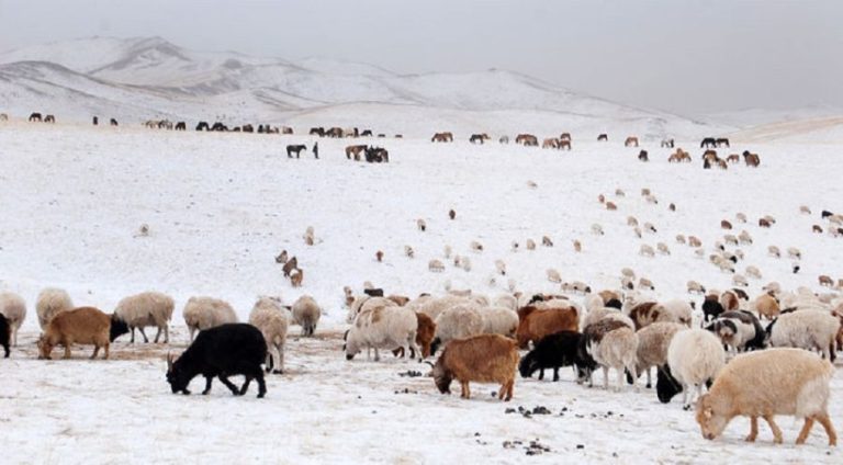 Нийт нутгийн 87 хувьд цастай байна