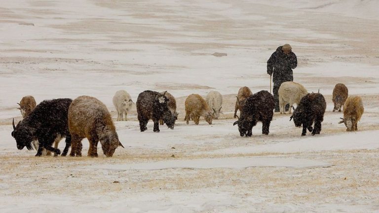 Хүйтний оргил өдрүүдээр малыг тэжээх, хужир шүү нэмэлтээр өгөхийг зөвлөж байна