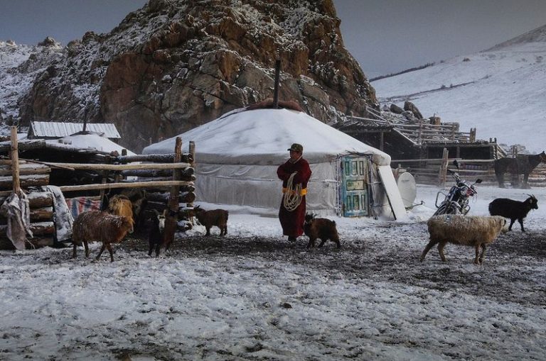 Малчдад тэжээлийн ургамал тариалах болон өвөлжөө, хаваржааны зориулалтаар газар үнэгүй эзэмшүүлнэ
