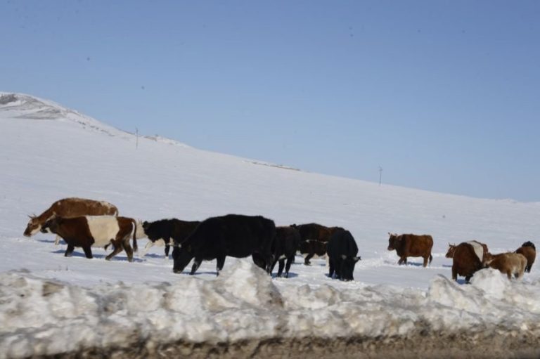 Ихэнх нутгаар хүйтний эрч эрс чангарч, зарим газар цасан шуурга шуурна